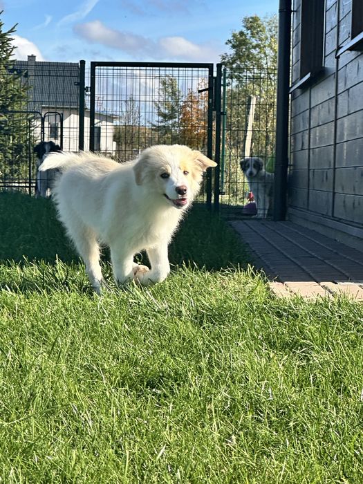 Cudny piesek border collie ZKwP FCI po MŁ.CHPL gotowy na zmianę domu