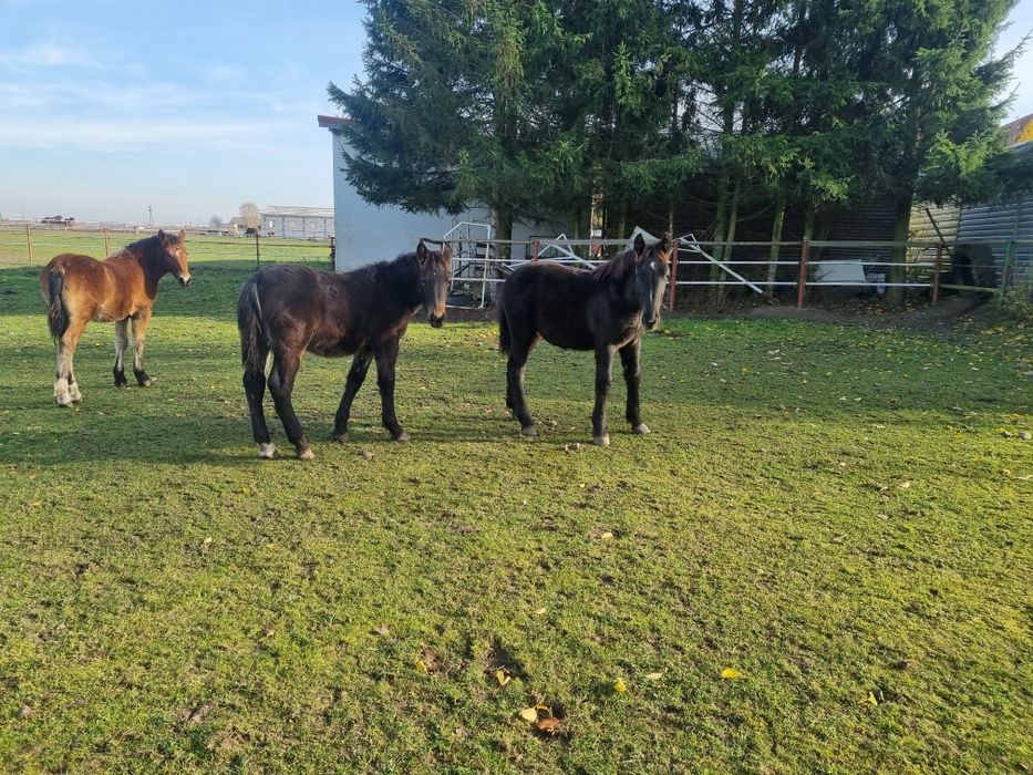 Konie zimnokrwiste, źrebaki, odsadki