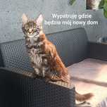 kocurek Maine coon FPL