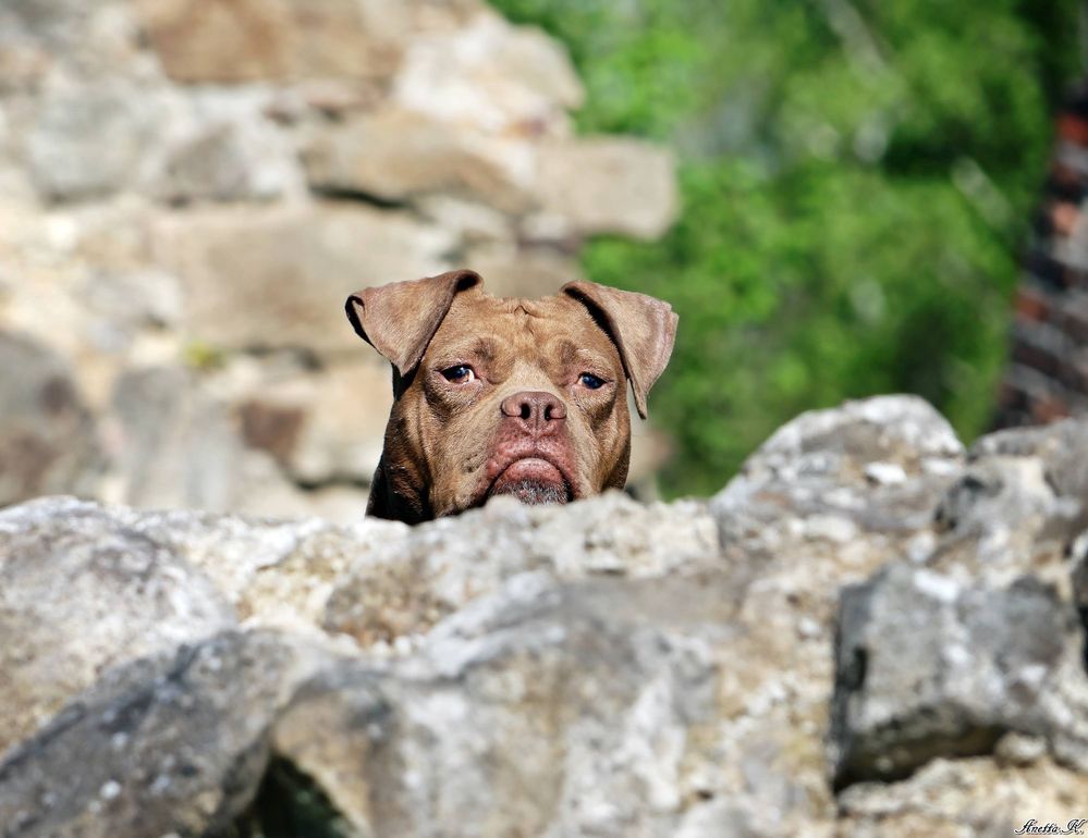 Nieśmiała Dolly w typie pitbulla szuka dobrego domu