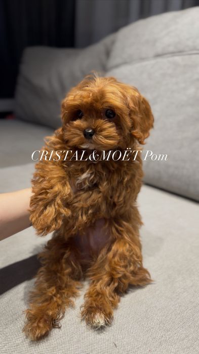 Мальчик Кавапу(мальтипу)Китай,тикап(супермини)редбраун,бебифейс