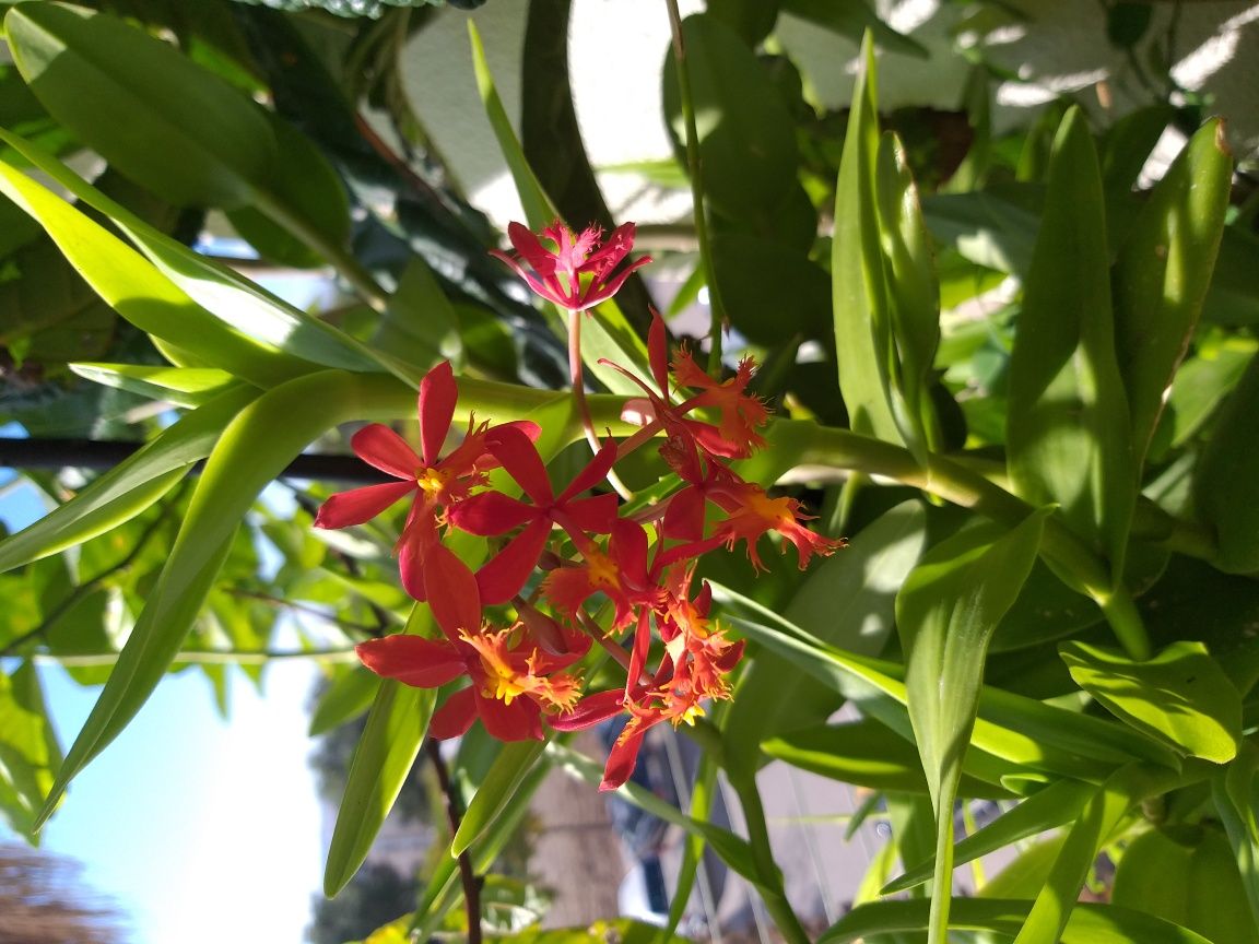 Orquídea Rara lindíssima. Cada muda