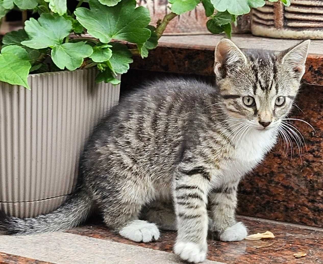 Oddam kotkę i kocura