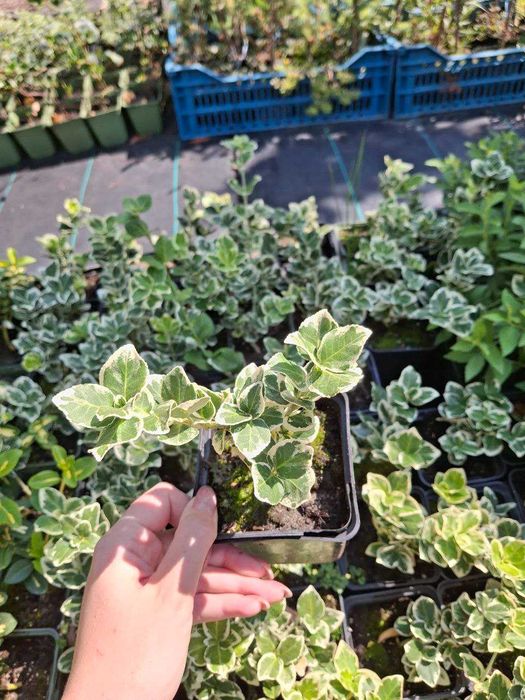 Бруслина (бересклет) Sunspot, Emerald gaiety. Плющ звичайний, Івалейс