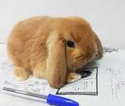 KIT Coelhos anões orelhudos, mini lop adoráveis e super dóceis