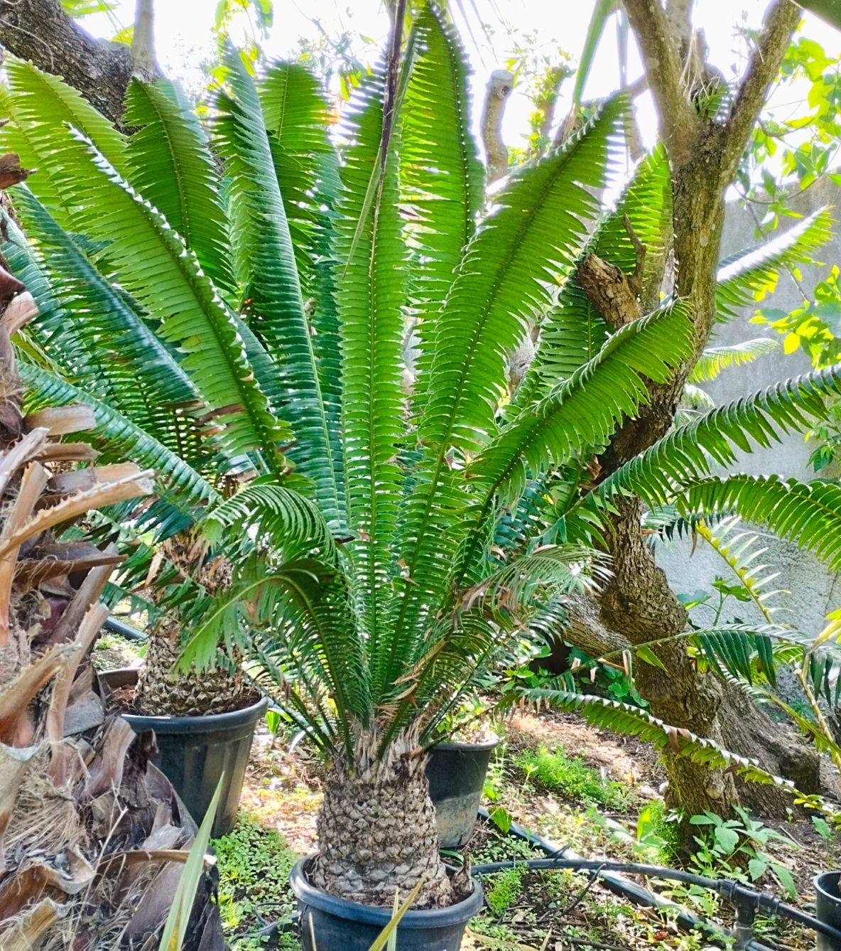 Palmeira de goma ou Dioon spinulosum