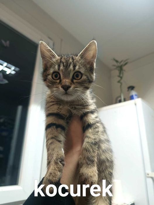 Trzy kotki do adopcji