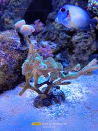 Seriatopora koralowce morskie