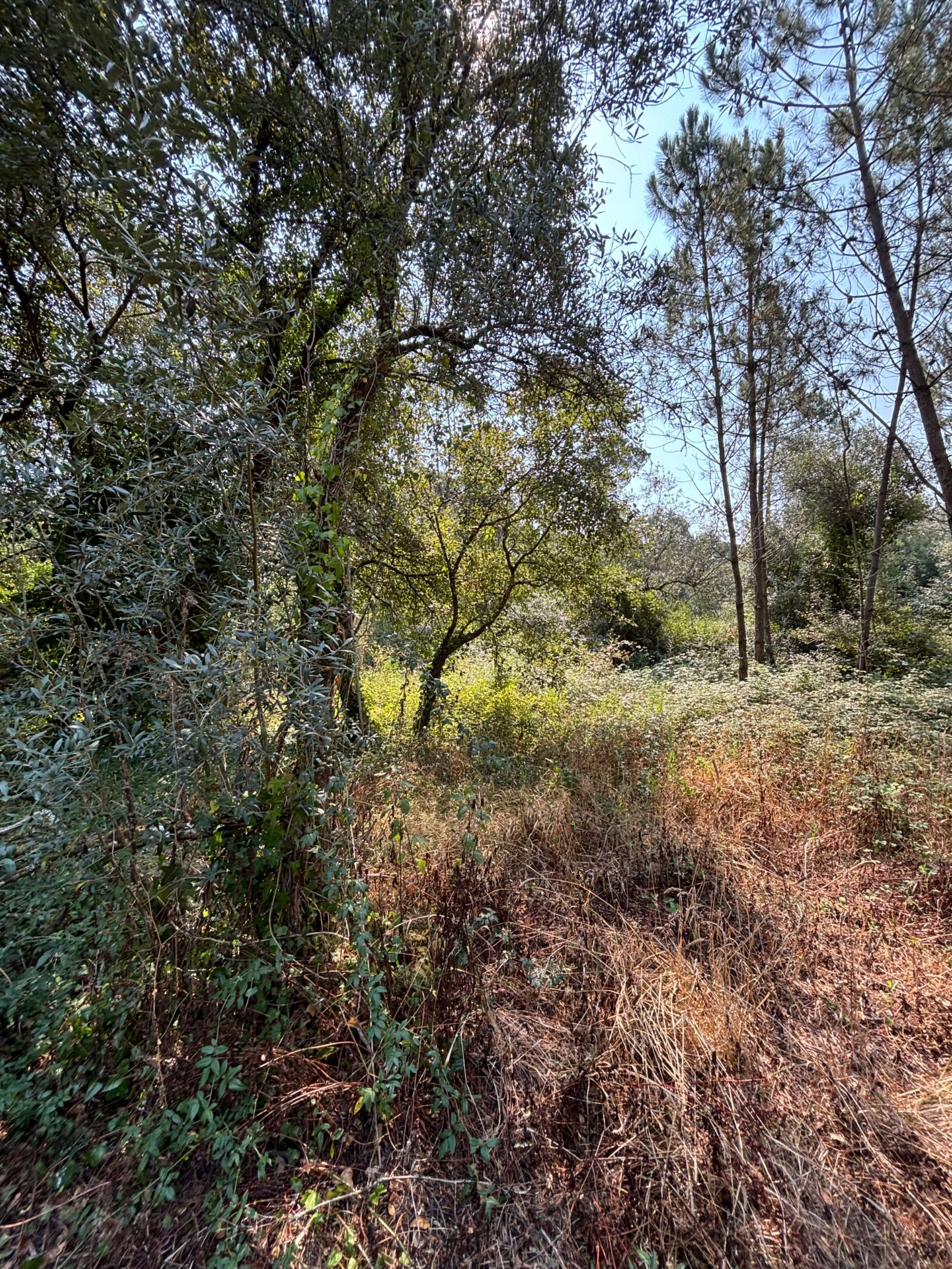 Vendo 2 Terrenos Rústicos 1800 m2 c/ poço em Opeia/Leiria