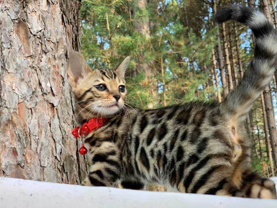 Kocurek Bengalski  Ayahuaska*PL.Gotowy do odbioru.