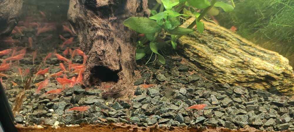 Krewetki Neocaridina Red Cherry słodkowodne akwarium