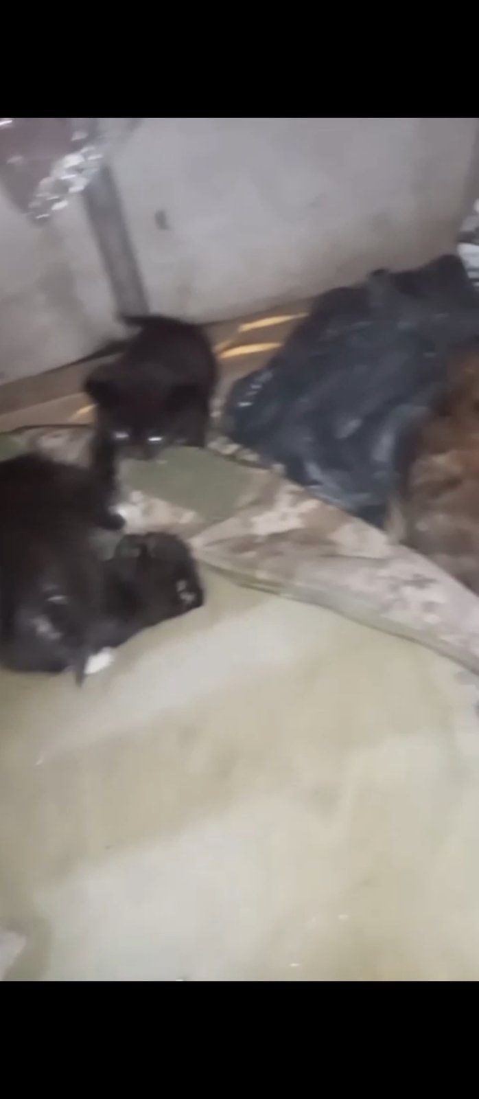 Віддам кошенят в добрі руки