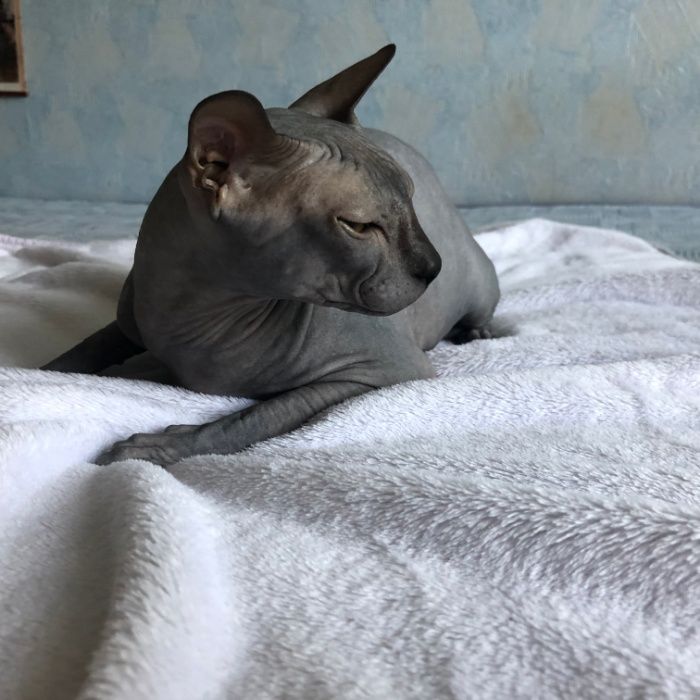 Породистый Донской Сфинкс-мальчик вязка