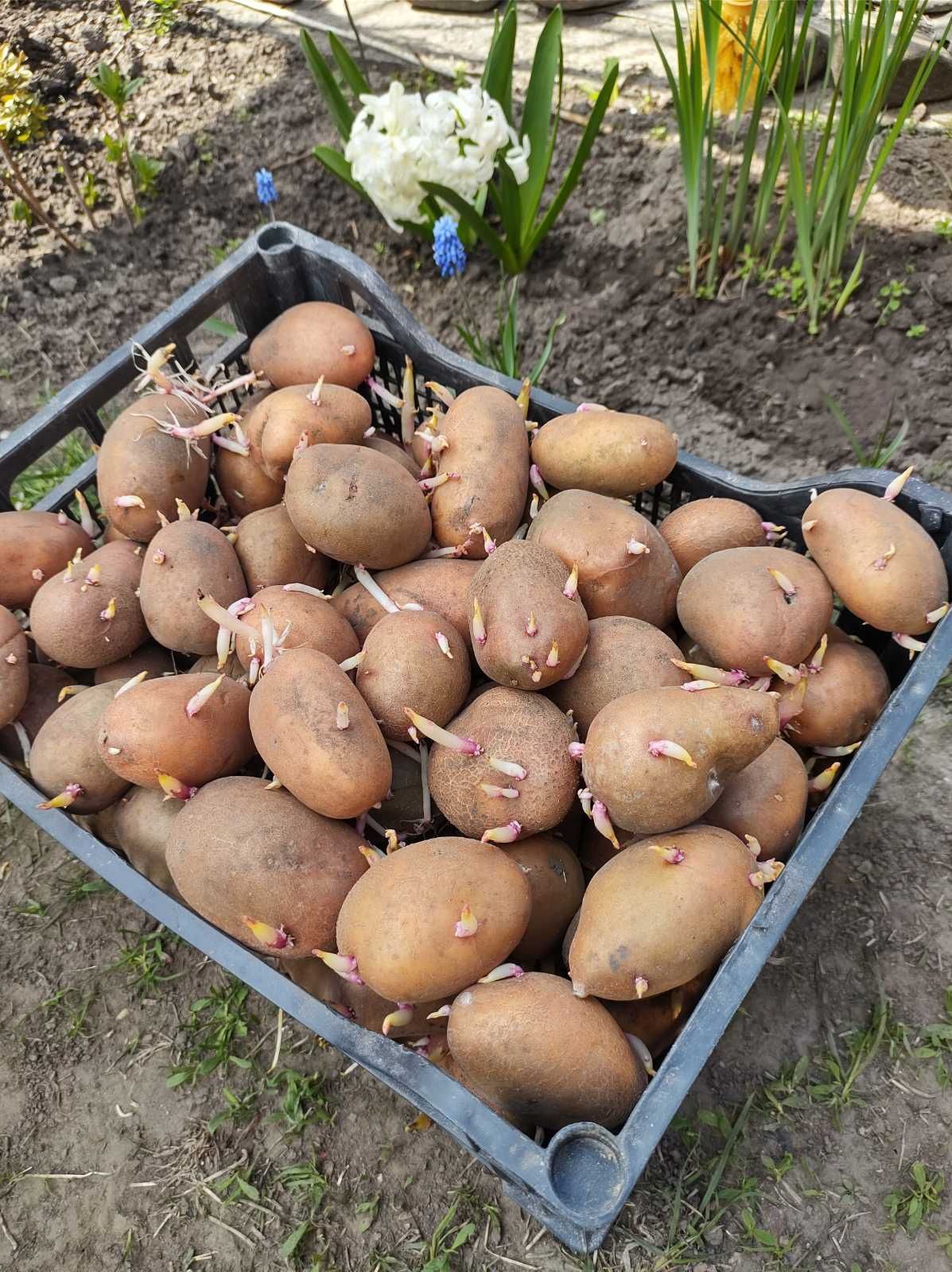 Посадкова картопля на посадку Слов'янка та інші сорти мікс
