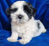 Cachorrinho de porte pequeno