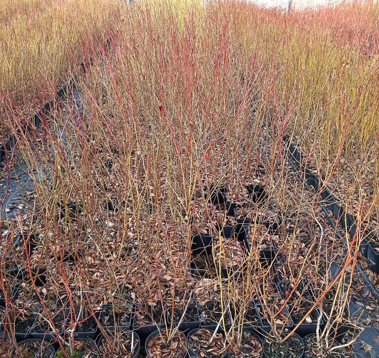 Саджанці лохини (голубіки, борувки).