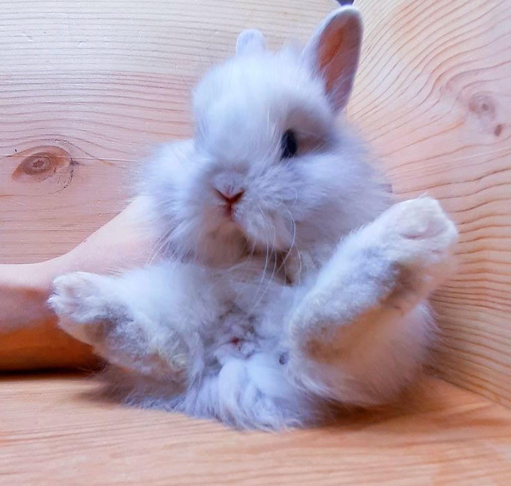 Карликовые миниатюрные декорат.торчеухие и вислоухие кролики и клетки