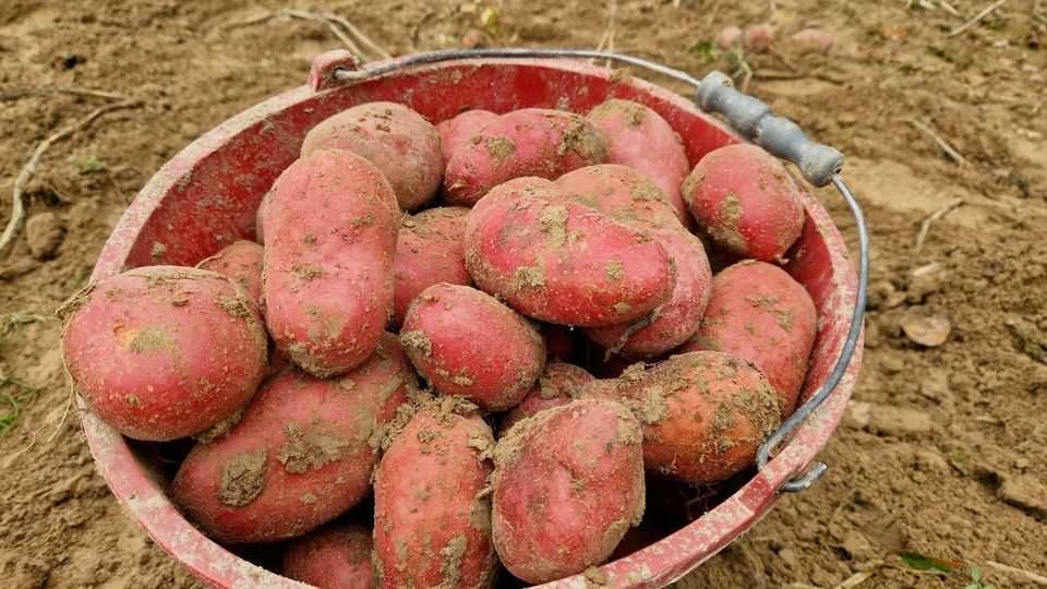 Ziemniaki Esmee/ baltic rose najlepsze odmiany czerwonego ziemniaka