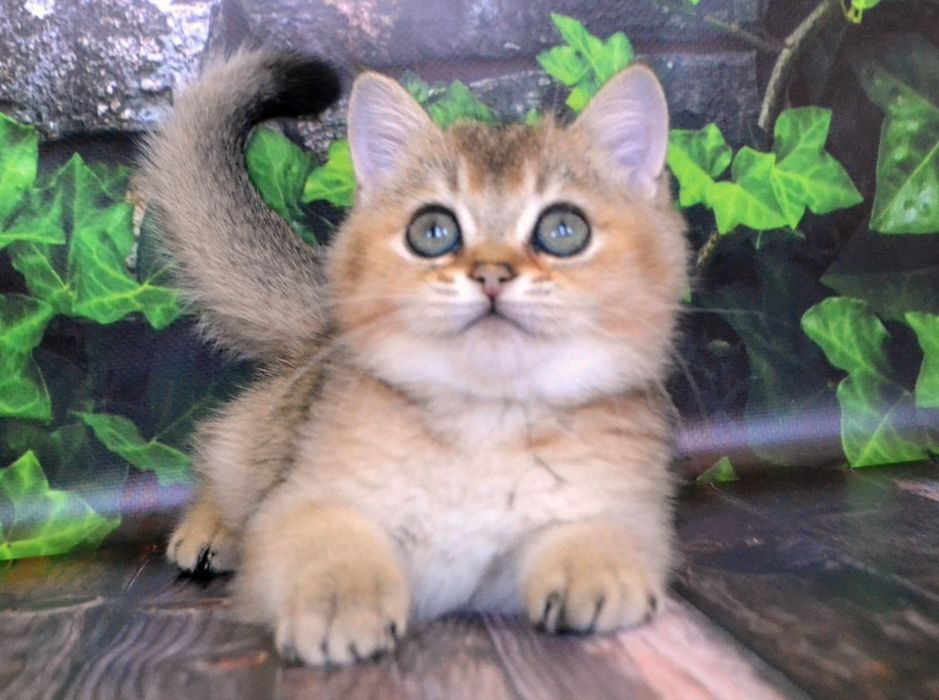 Британський золотий хлопчина