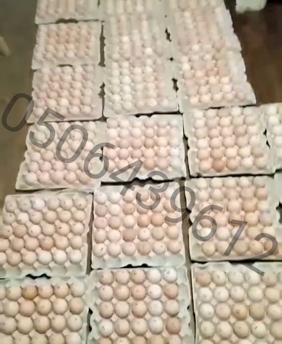 Опт інкубаційне яйце м'ясо-яєчні породи