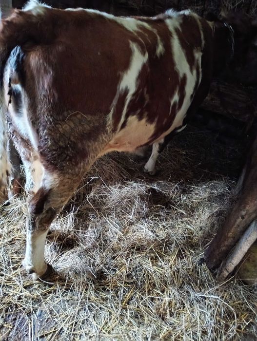 Sprzedam krowę cielną