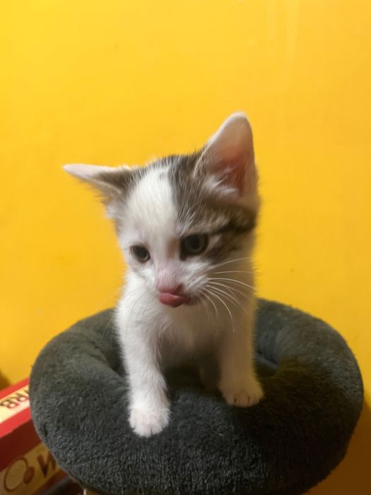 kotki do adopcji