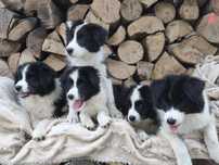 Border Collie Samiec