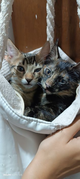 Dou dois gatinhos