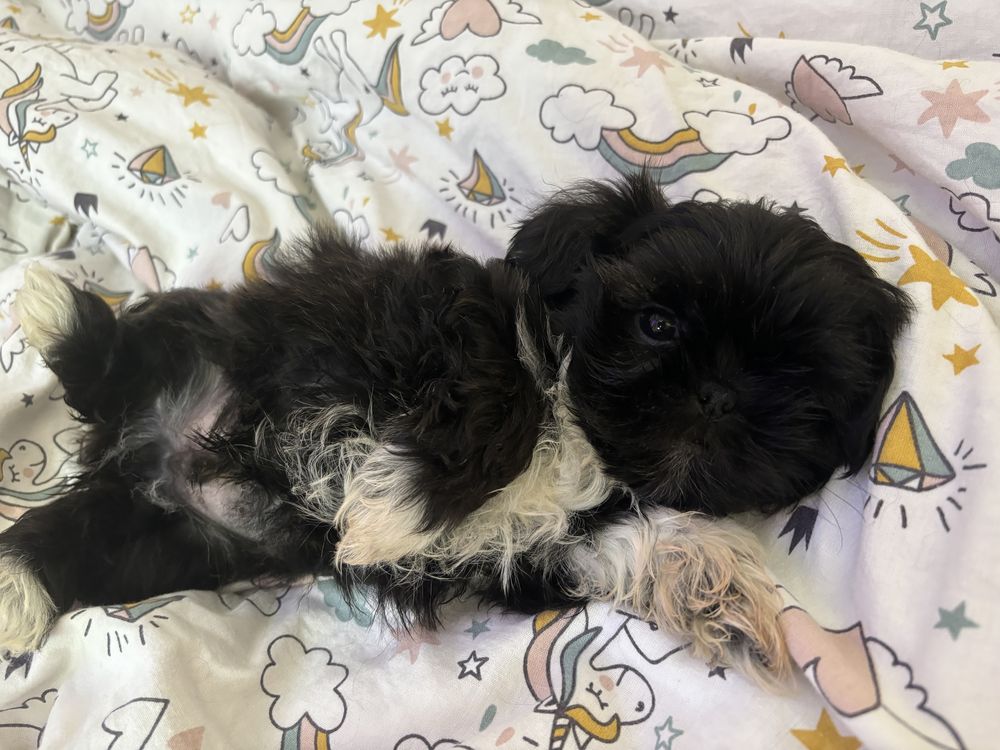 Piesek czarny shih tzu