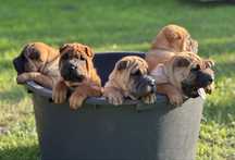 Shar pei wystawowe i nie tylko, z Rodowodem FCI