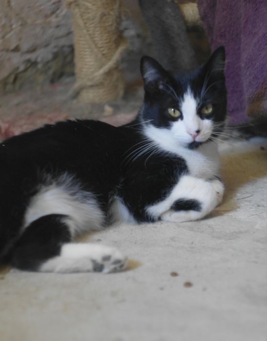 Кот котенок подросток черный белый черно белый