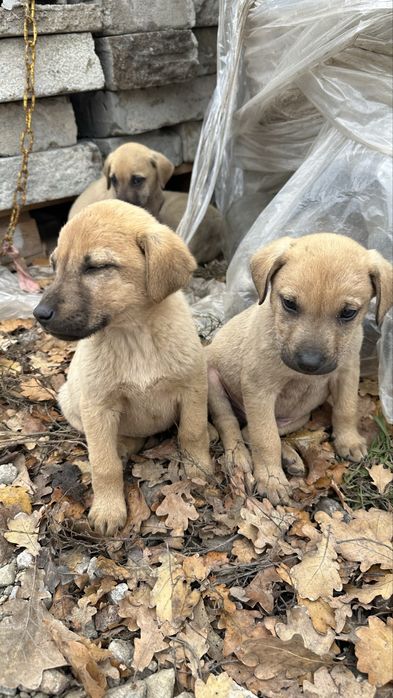 Вони не просять багато — лише дім і  любові