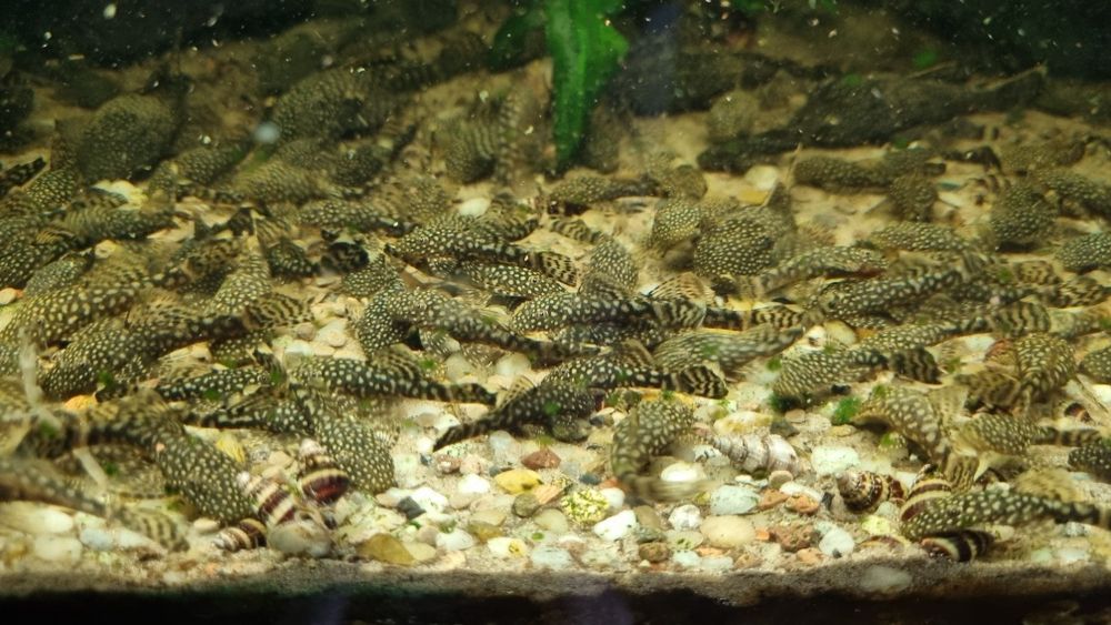 Glonojady 2-3 cm