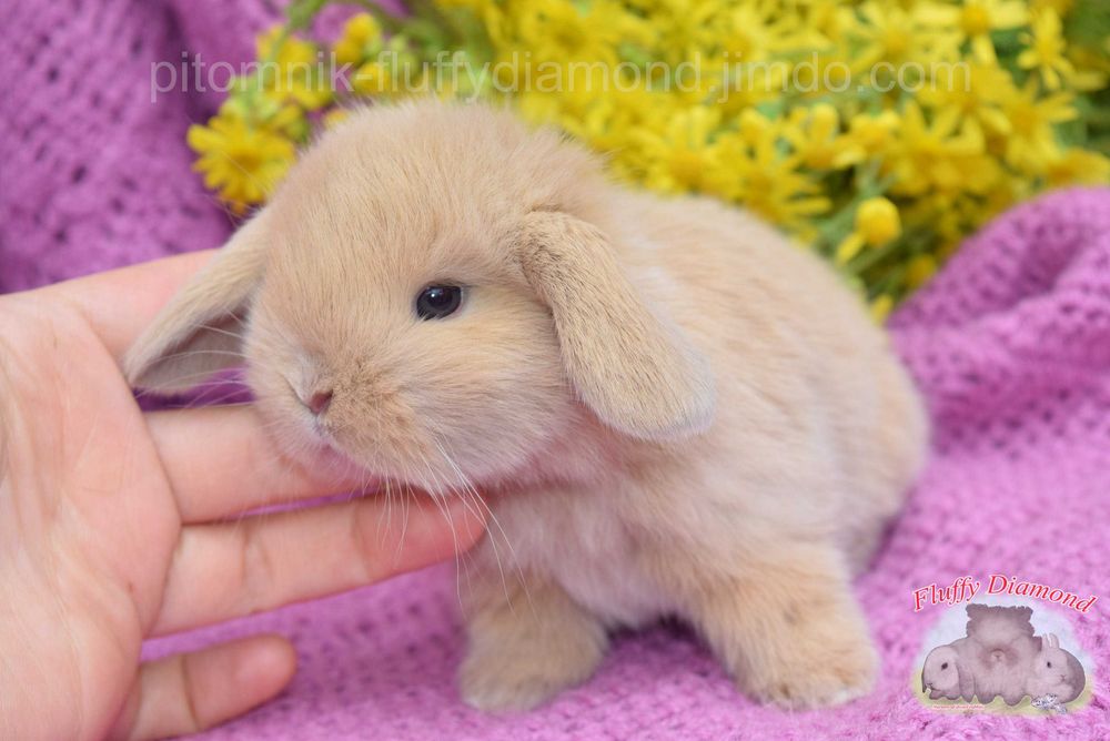 Висловухі кролики NHD. Роскішні кроленята з розплідника. Великий вибір