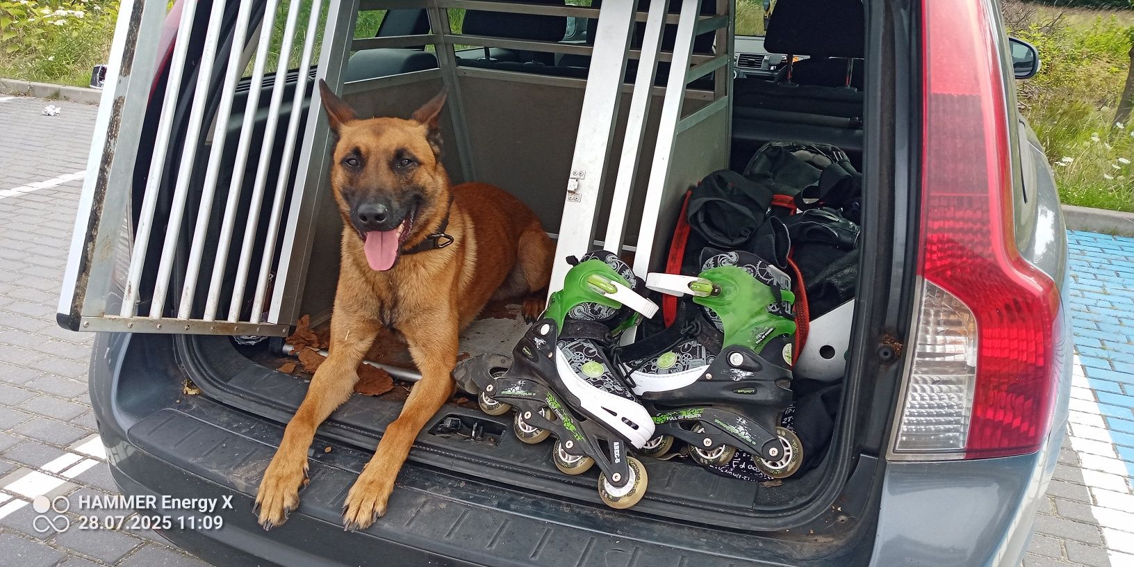 Owczarek belgijski Malinois FCI