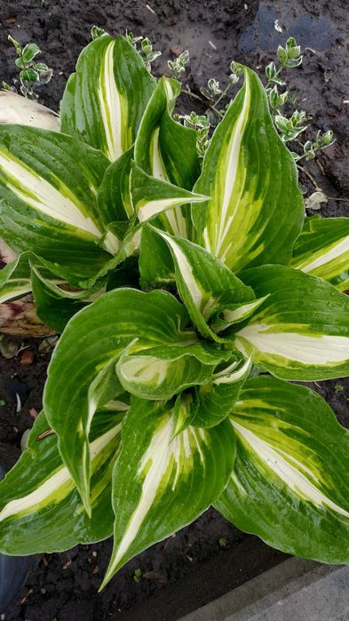 Хости, кам'яні рози, седуми, брунера, фізостегія та багато інших