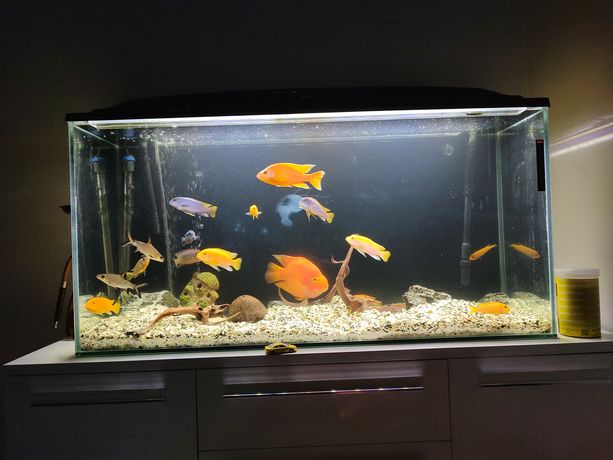 akwarium 300 litrow z rybkami