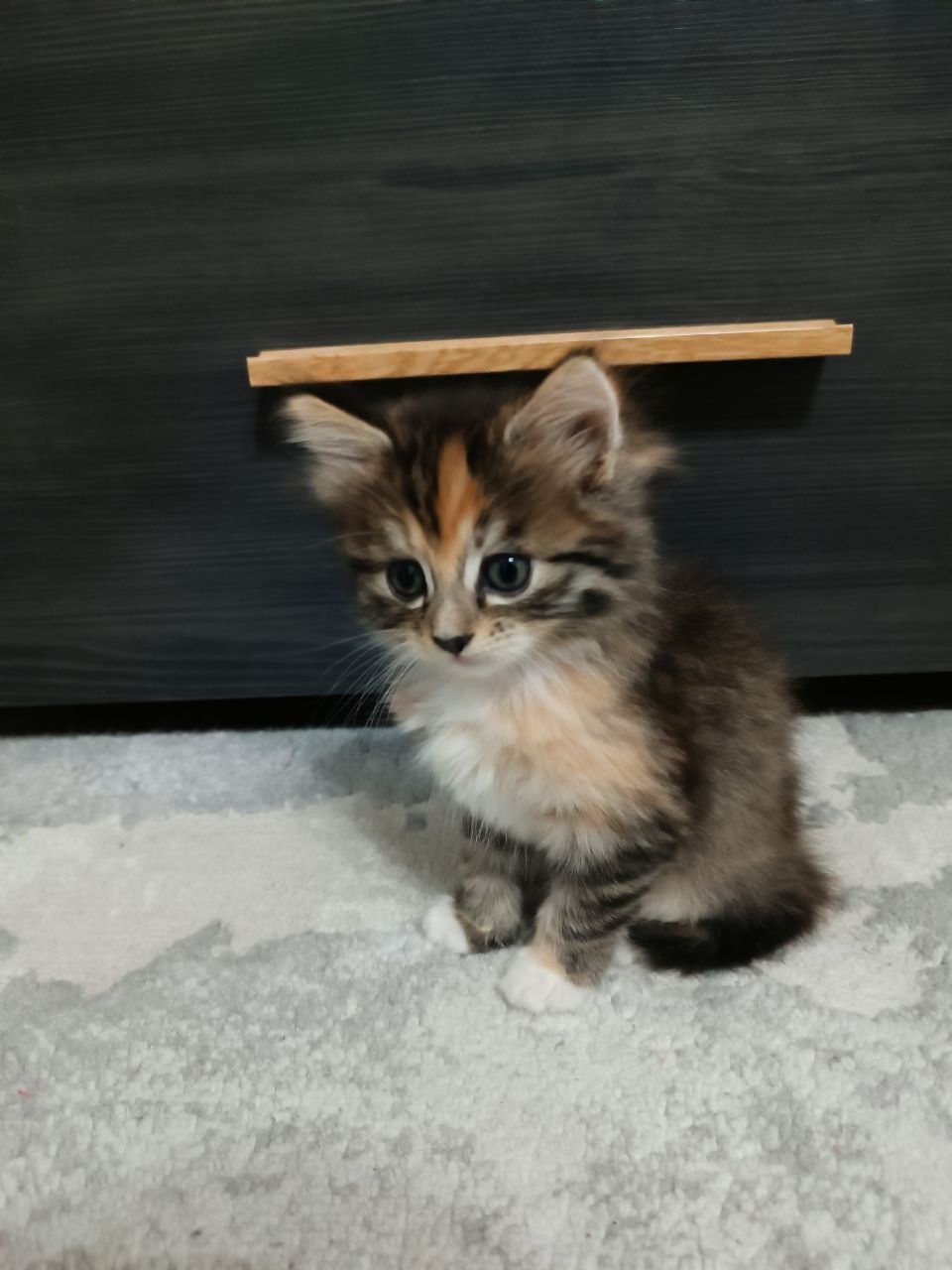 Відаємо котиків в добрі руки
