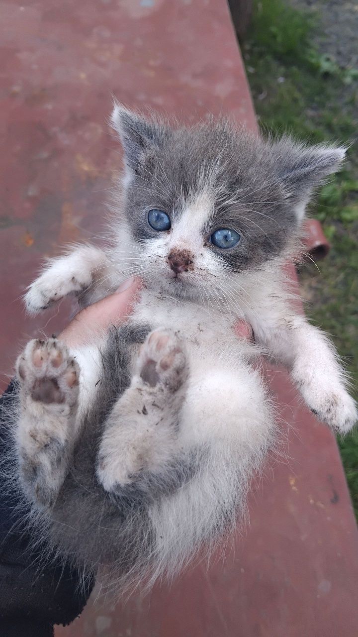 Кошенята безкоштовно