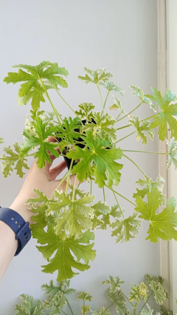 Anginka tradycyjna i variegata. Super zestawienie.