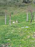 Dois carneiros à venda