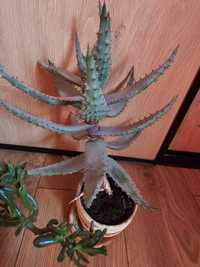 Kaktus w ceramicznej doniczce