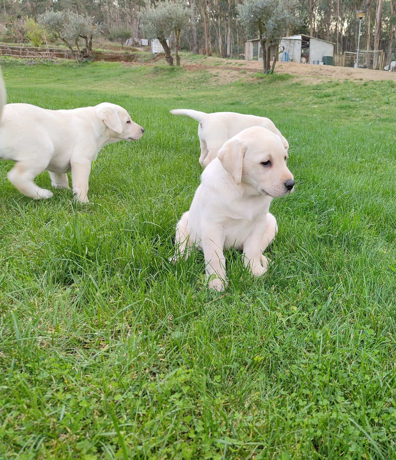 Labrador Retriever