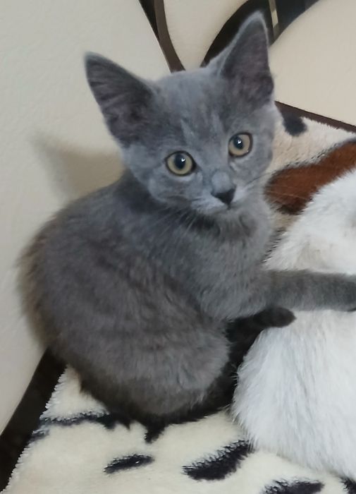 Віддам кошенята в добрі руки