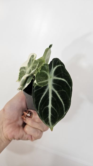 Alocasia ninja variegata alocasia