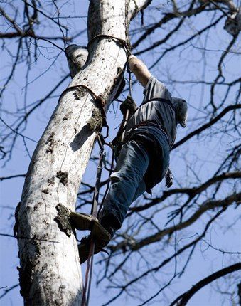 Спил, обрезка деревьев! Любой сложности,покос травы,корчевка пней .