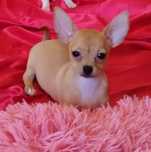 Chihuahua miniaturowa sunia