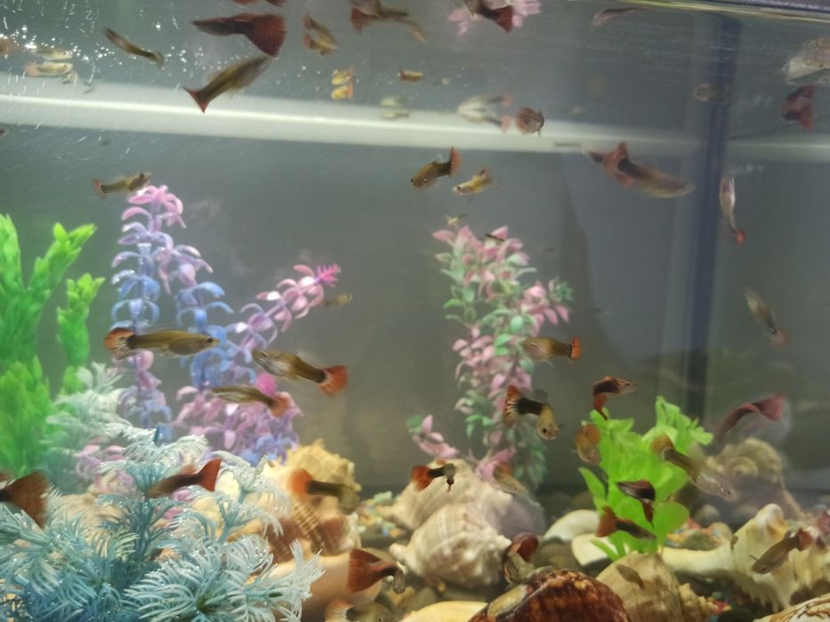Акваріумні рибки Гуппі