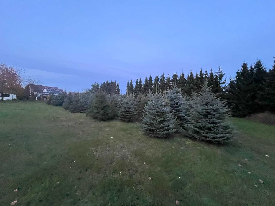 Świerki, choinki z przydomowej plantacji. Hurt