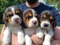 Beagle tricolor piesek gotowy do odbioru